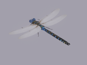 Dragonfly 3D 模型
