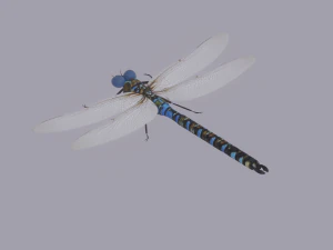 Dragonfly 3D Model