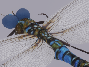 Dragonfly 3D 模型