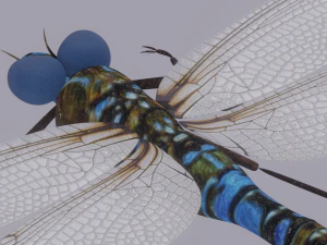 Dragonfly 3D Model