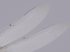 Dragonfly 3D 模型