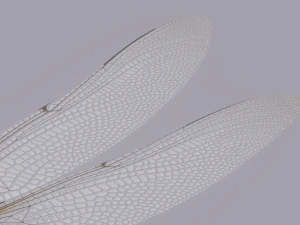 Dragonfly 3D Model