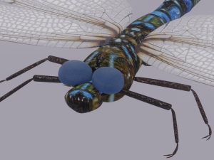 Dragonfly 3D 模型