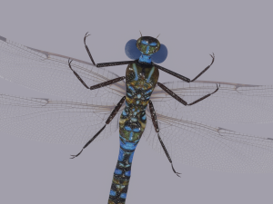 Dragonfly 3D 模型