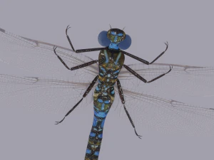 Dragonfly 3D Model