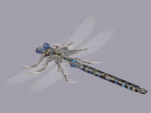 Dragonfly 3D 模型