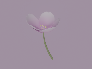 White-Pink Flower Modèle 3D