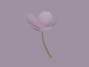 White-Pink Flower 3D Model