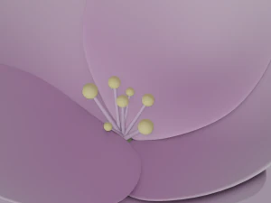 White-Pink Flower 3D Model