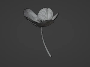 White-Pink Flower 3D Model