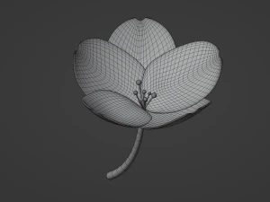 White-Pink Flower 3D Model