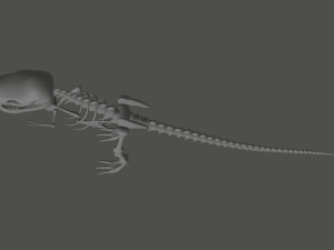 Tyrannosaurus Rex Fossil 3D Model