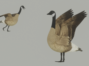 Goose 3D 모델