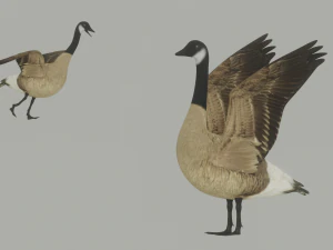 ガチョウ 3Dモデル