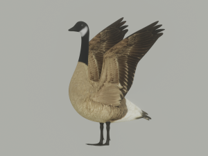 Goose 3D-Modell