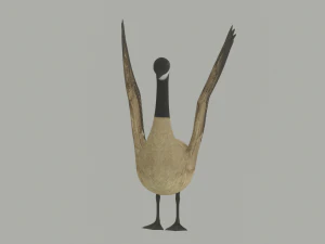 Oca Modello 3D