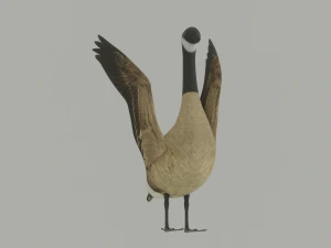 Oca Modello 3D