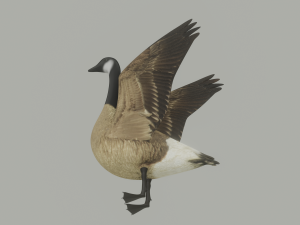Goose 3D-Modell