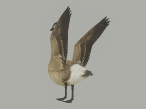 Goose 3D-Modell
