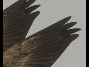 Goose 3D-Modell