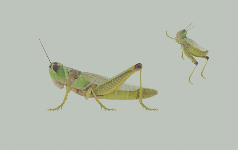 Grasshopper Modello 3D .c4d .max .obj .3ds .fbx .stl .blend 