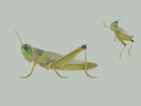 Grasshopper Model 3D