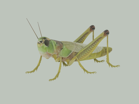 Grasshopper Modello 3D