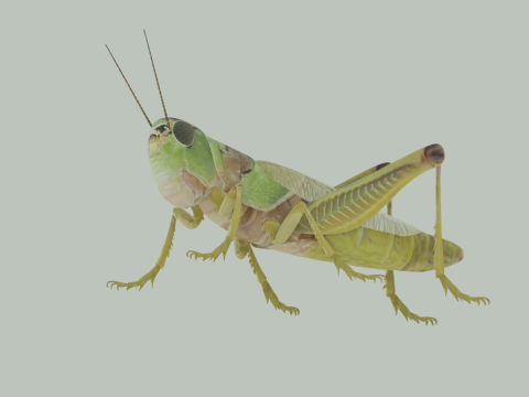 Grasshopper Modello 3D