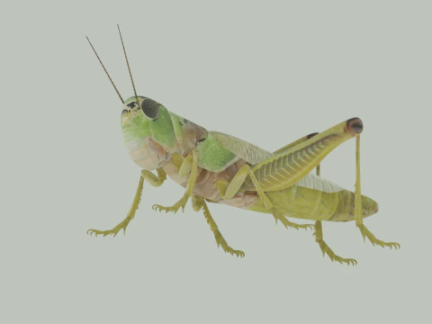 Grasshopper 3D Model