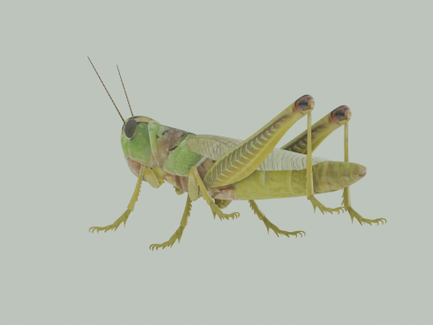 Grasshopper Modello 3D