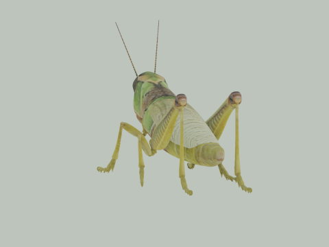 Grasshopper Modello 3D