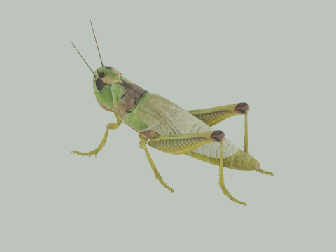 Grasshopper Modello 3D
