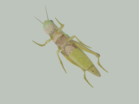 Grasshopper Modello 3D