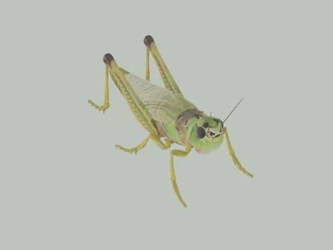 Grasshopper Modello 3D
