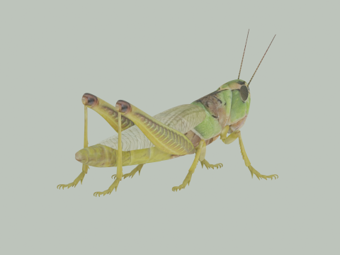 Grasshopper Modello 3D