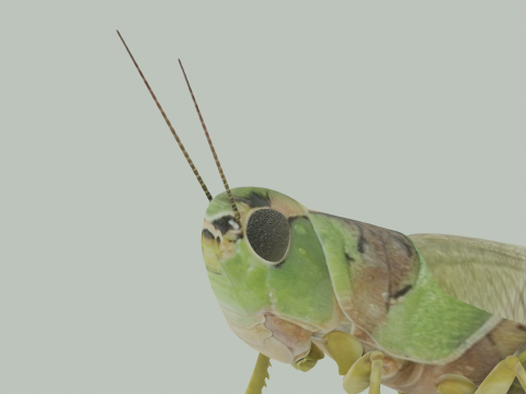 Grasshopper Modello 3D