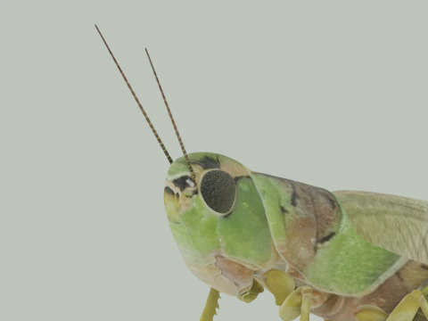 Grasshopper 3D Model