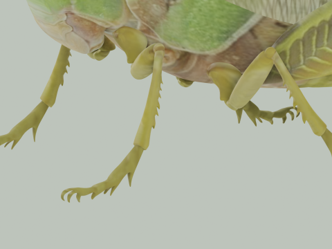 Grasshopper Modello 3D