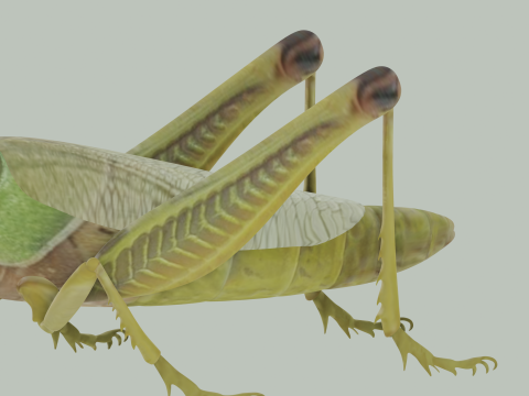 Grasshopper Modello 3D