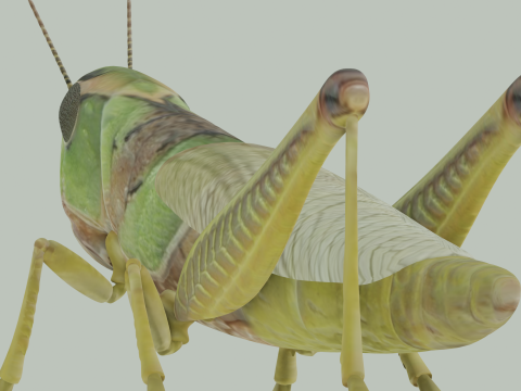 Grasshopper Modello 3D