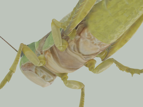 Grasshopper Modello 3D