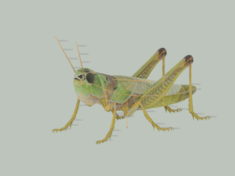 Grasshopper Modello 3D