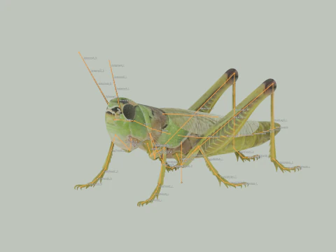 Grasshopper 3D Model