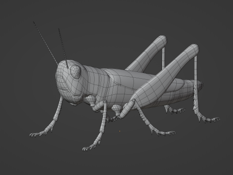Grasshopper Modello 3D