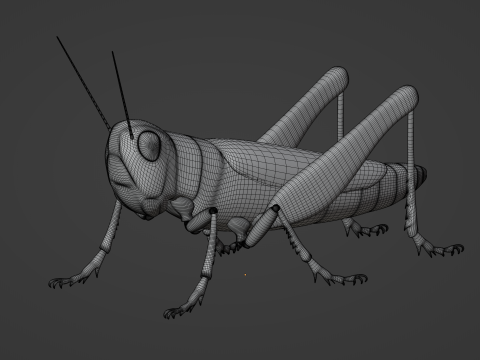 Grasshopper Modello 3D