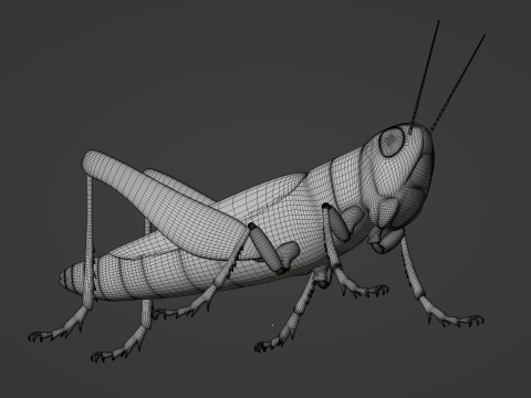 Grasshopper Modello 3D