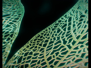 spherical leaf lampshed small 3D 打印模型
