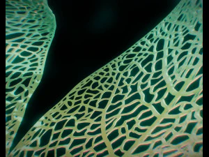 spherical leaf lampshed small 3D Print Model
