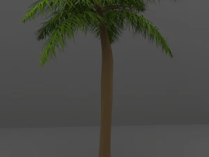 palm tree 3D Model