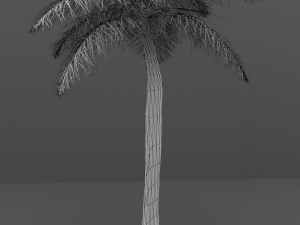 palm tree 3D Model